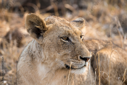 Fototapeta Naklejka Na Ścianę i Meble -  Lion, Lionne, Panthera leo, Parc national Kruger, Afrique du Sud