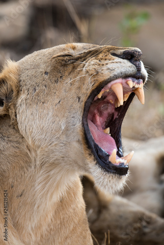 Fototapeta Naklejka Na Ścianę i Meble -  Lion, Lionne, Panthera leo, Parc national Kruger, Afrique du Sud