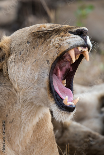 Fototapeta Naklejka Na Ścianę i Meble -  Lion, Lionne, Panthera leo, Parc national Kruger, Afrique du Sud