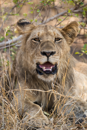 Fototapeta Naklejka Na Ścianę i Meble -  Lion, Lionne, Panthera leo, Parc national Kruger, Afrique du Sud