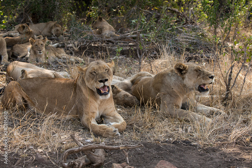 Fototapeta Naklejka Na Ścianę i Meble -  Lion, Lionne, Panthera leo, Parc national Kruger, Afrique du Sud