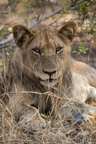 Fototapeta Naklejka Na Ścianę i Meble -  Lion, Lionne, Panthera leo, Parc national Kruger, Afrique du Sud