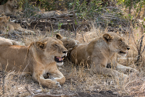 Fototapeta Naklejka Na Ścianę i Meble -  Lion, Lionne, Panthera leo, Parc national Kruger, Afrique du Sud