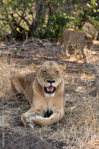 Fototapeta Naklejka Na Ścianę i Meble -  Lion, Lionne, Panthera leo, Parc national Kruger, Afrique du Sud