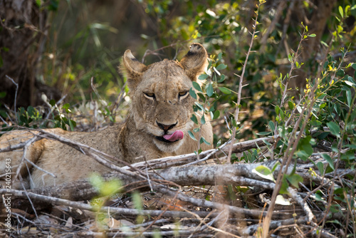 Fototapeta Naklejka Na Ścianę i Meble -  Lion, Lionne, Panthera leo, Parc national Kruger, Afrique du Sud