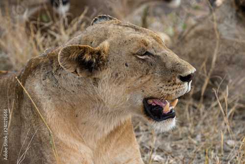 Fototapeta Naklejka Na Ścianę i Meble -  Lion, Lionne, Panthera leo, Parc national Kruger, Afrique du Sud