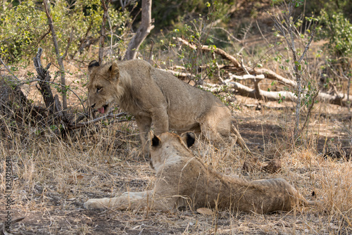 Fototapeta Naklejka Na Ścianę i Meble -  Lion, Lionne, Panthera leo, Parc national Kruger, Afrique du Sud