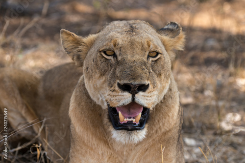 Fototapeta Naklejka Na Ścianę i Meble -  Lion, Lionne, Panthera leo, Parc national Kruger, Afrique du Sud