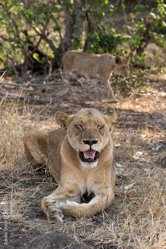 Fototapeta Naklejka Na Ścianę i Meble -  Lion, Lionne, Panthera leo, Parc national Kruger, Afrique du Sud
