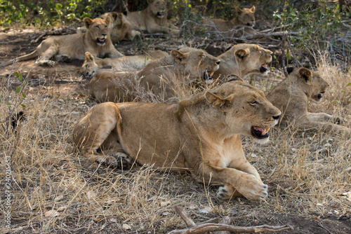 Fototapeta Naklejka Na Ścianę i Meble -  Lion, Lionne, Panthera leo, Parc national Kruger, Afrique du Sud