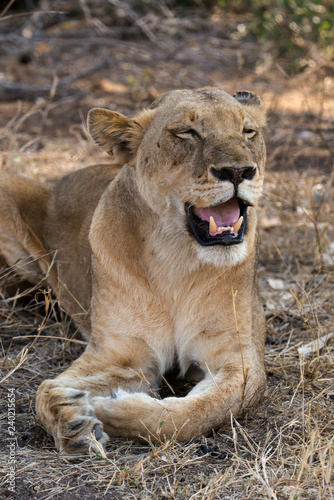 Fototapeta Naklejka Na Ścianę i Meble -  Lion, Lionne, Panthera leo, Parc national Kruger, Afrique du Sud