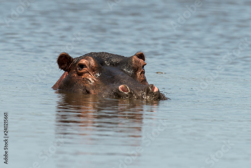Hippopotame, Hippopotamus amphibius, Afrique