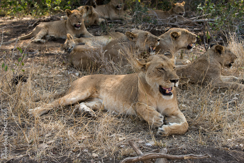 Fototapeta Naklejka Na Ścianę i Meble -  Lion, Lionne, Panthera leo, Parc national Kruger, Afrique du Sud