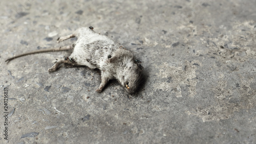 Close up Rat Died on Street  About Public Health for People