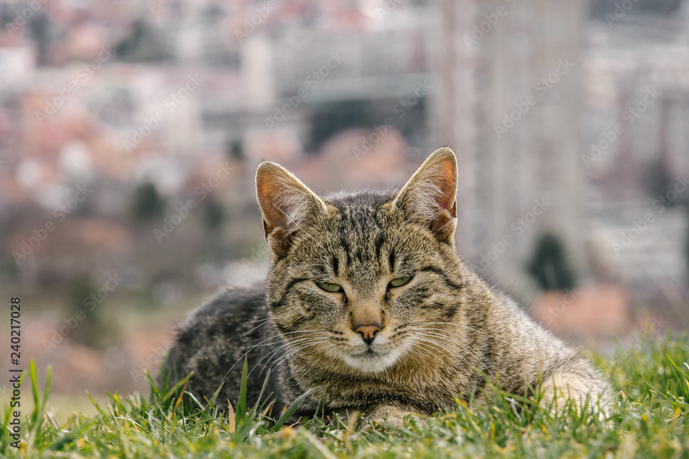 Fototapeta premium urban cat in the grass, city in the background