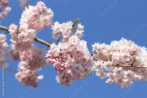 桜の花 桜 サクラ さくら 満開の桜