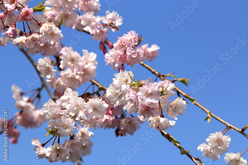 桜の花　桜　サクラ　さくら　満開の桜