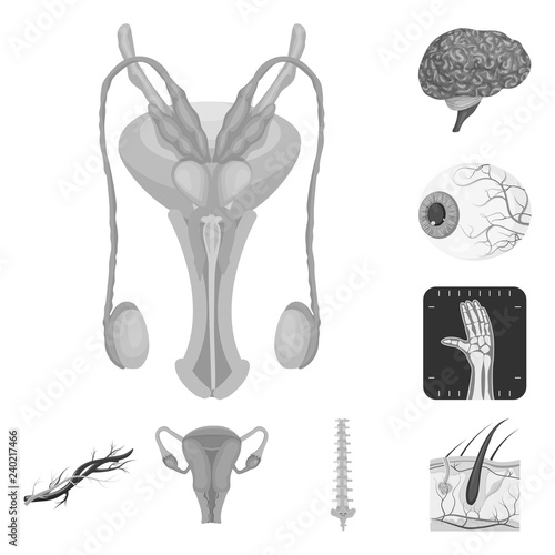 Vector design of body and human sign. Set of body and medical vector icon for stock.