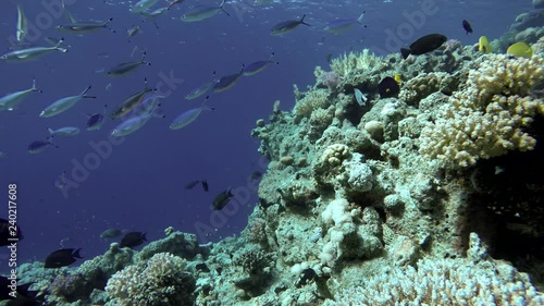 Wallpaper Mural Ocean. Underwater life in the ocean. Colorful corals and fish. Torontodigital.ca