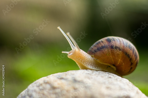 snail on a rock looking up 