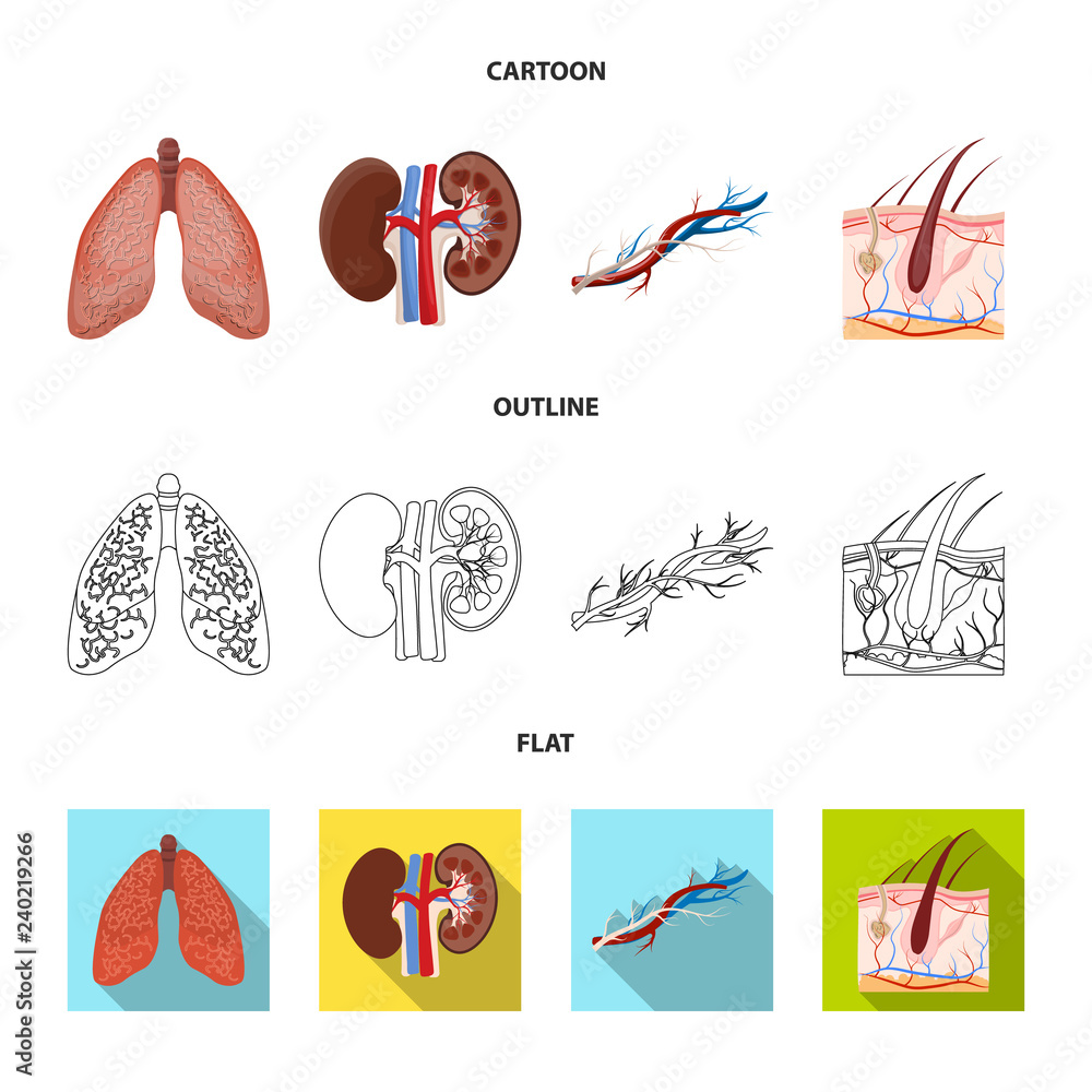 Vector illustration of body and human icon. Collection of body and medical stock symbol for web.