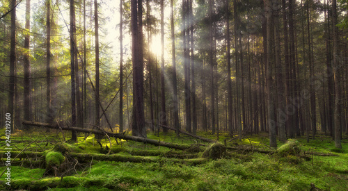 Sunbeams in Natural Spruce Forest. Sunlight shining through a forest on a foggy morning.