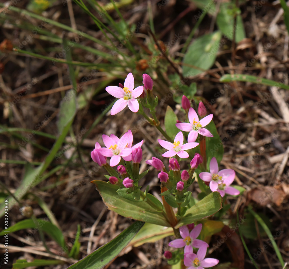 Centaurium erythraea is a species of flowering plant known by the common names common centaury and European centaury. Delicate pink flowers on a plant growing in a meadow. Medicinal herb. Centaurium erythraea is a species of flowering plant known by the common names common centaury and European centaury. Delicate pink flowers on a plant growing in a meadow. Medicinal herb.