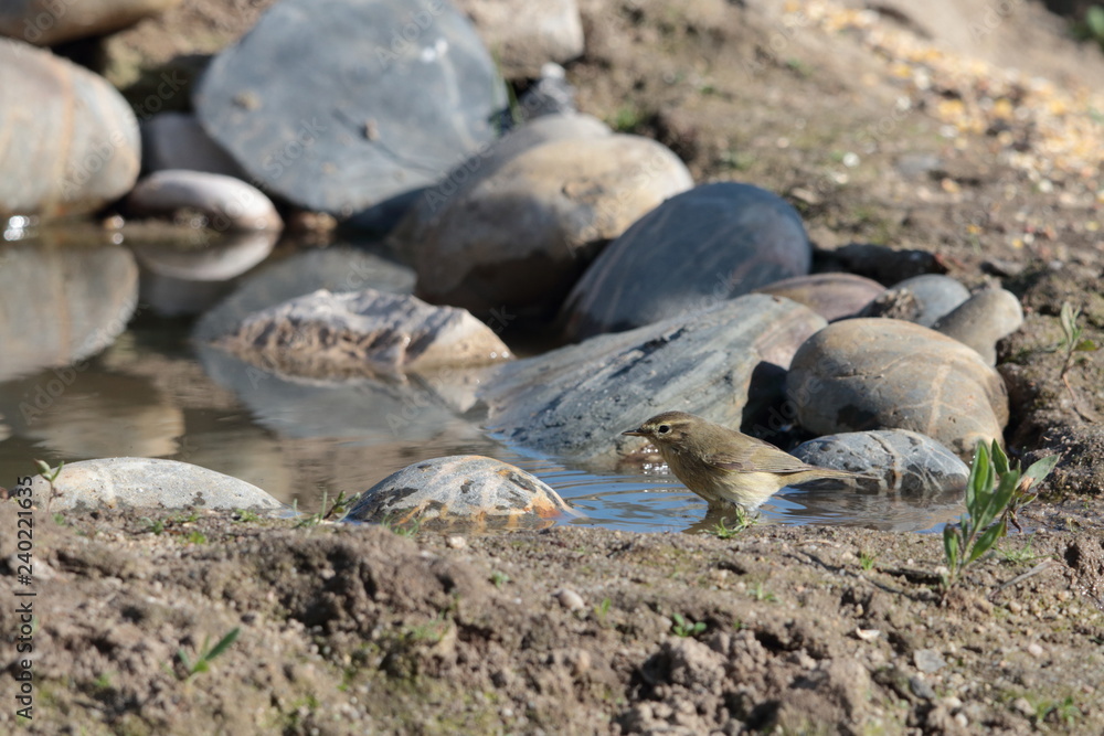 Fototapeta premium Morning bath