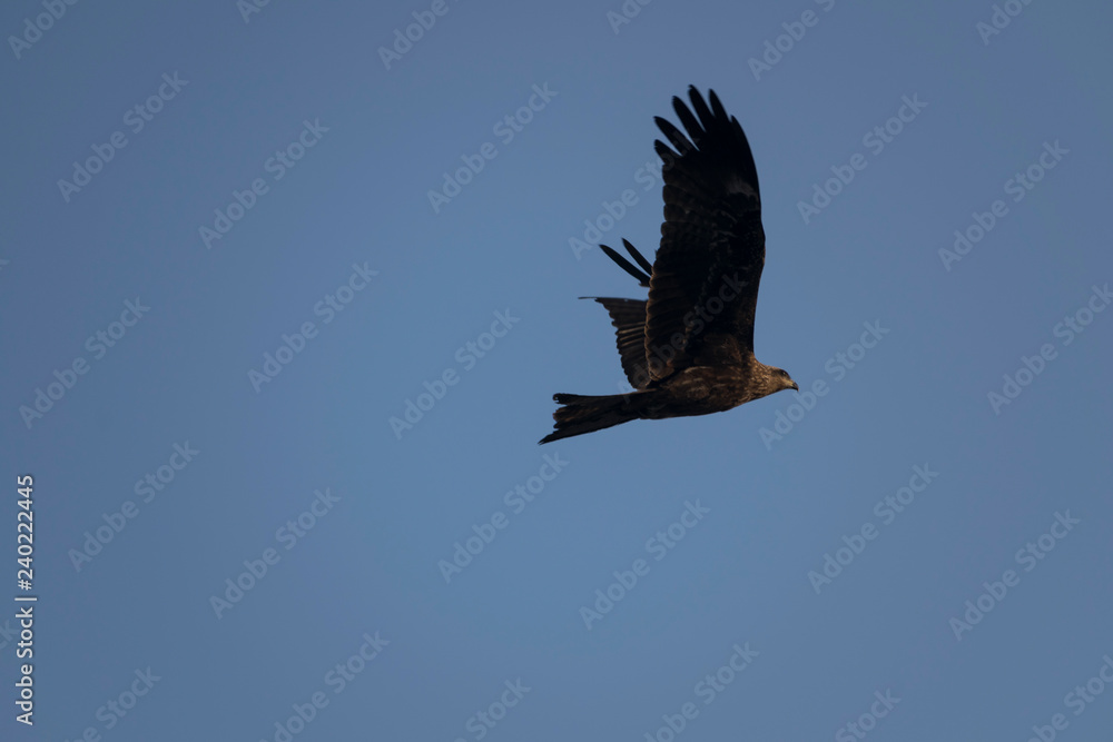 Obraz premium Bird flying