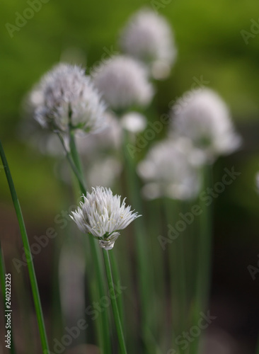 Onion flowers