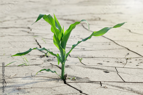 Survived maize plant on eroded barren soil