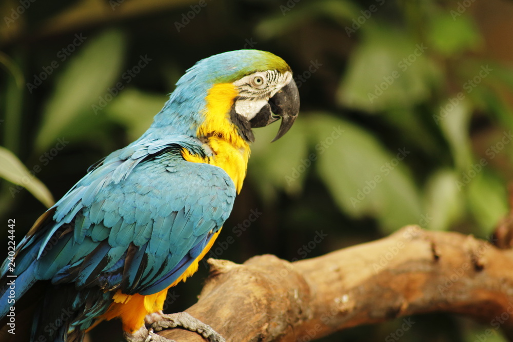 yellow and blue macaw - Ara Ararauna