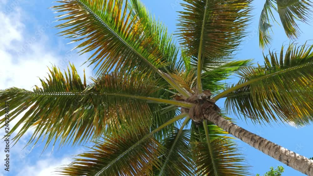 Top of coconut palm trees on blue sky background Top of coconut palm trees on blue sky background