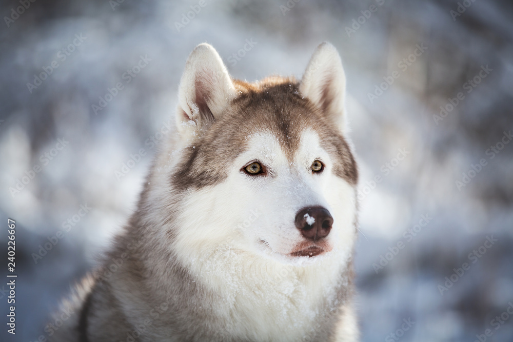 Profile Portrait of cute, happy and attentive Siberian Husky dog sitting on the snow in the fairy forest in winter Profile Portrait of cute, happy and attentive Siberian Husky dog sitting on the snow in the fairy forest in winter