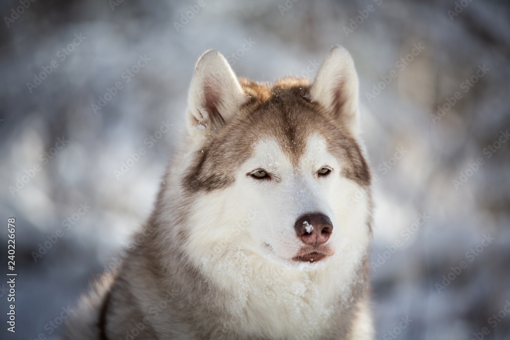 Profile Portrait of beautiful, prideful and free Siberian Husky dog sitting on the snow in the fairy forest in winter