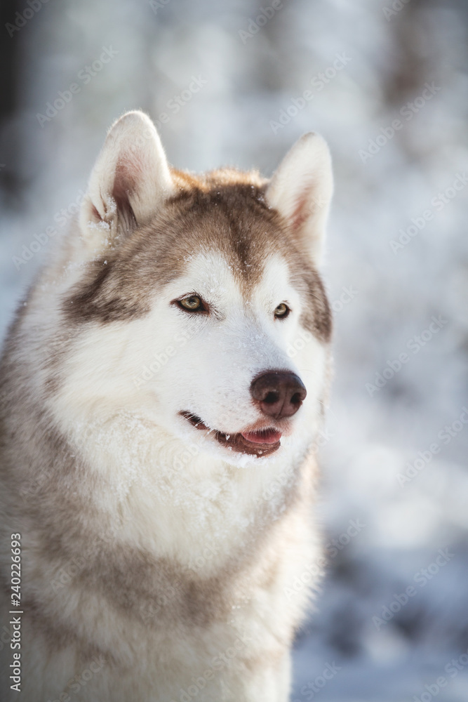 Profile Portrait of gorgeous, happy and free Siberian Husky dog sitting on the snow in the fairy forest in winter