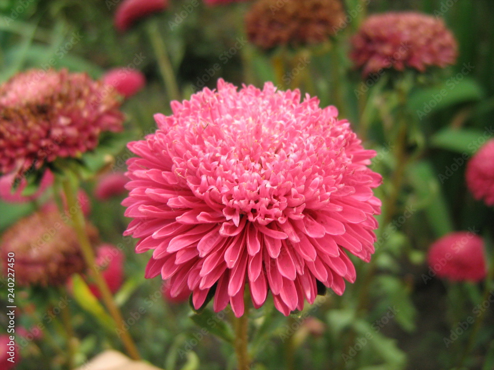 pink flower in the garden pink flower in the garden