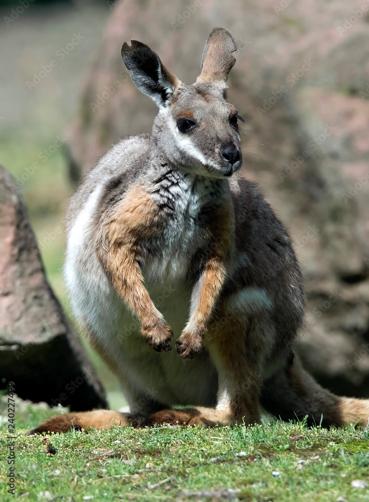 Yellow-footed rock wallaby on the ground in its enclosure. Latin name - Petrogale xanthopus Yellow-footed rock wallaby on the ground in its enclosure. Latin name - Petrogale xanthopus