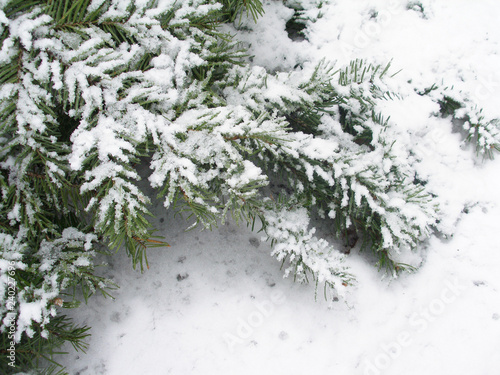 Fotografie Snowbound branch of fir, snow background