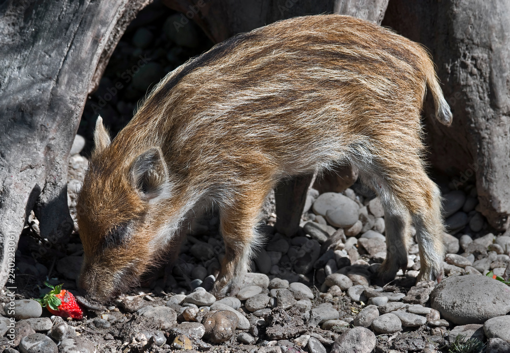 Wild boar piglet. Latin name - Sus scrofa Wild boar piglet. Latin name - Sus scrofa