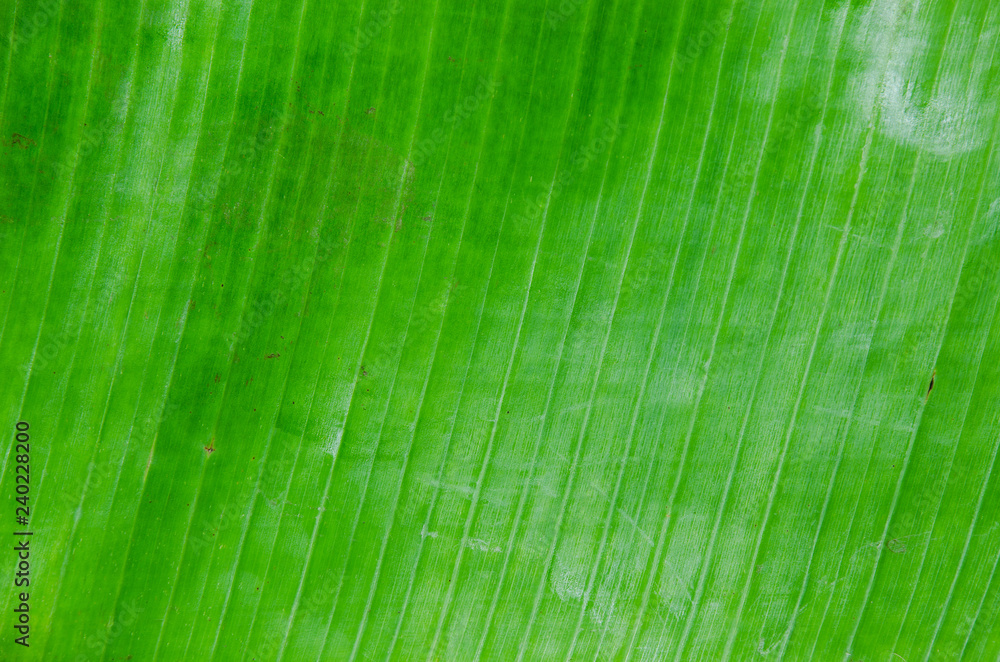 Fototapeta premium banana leaf