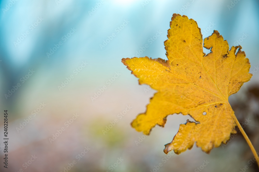 leaves in nature leaves in nature
