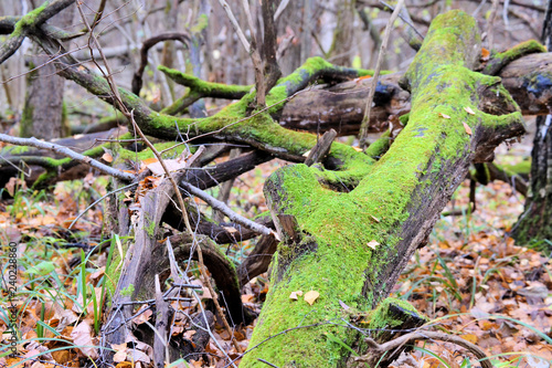 Snag covered with bright green moss in the autumn forest © Aleksandr