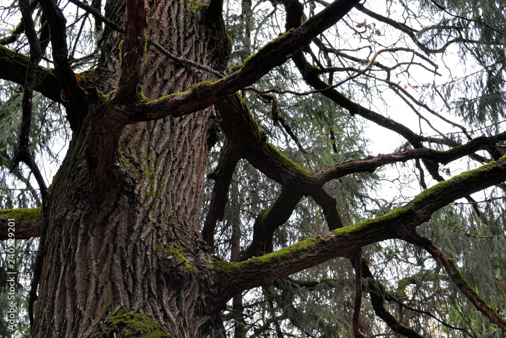 Large moss (oak) branches without leaves in a dark autumn forest Large moss (oak) branches without leaves in a dark autumn forest