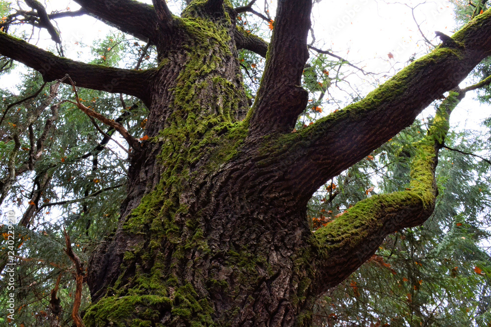 Large moss (oak) branches without leaves in a dark autumn forest