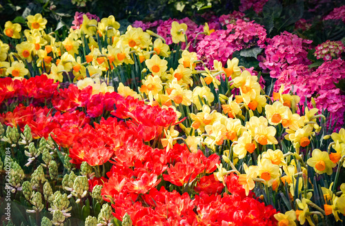 Tulips background Colorful colored tulips garden decoration red yellow and green plant © Bigc Studio