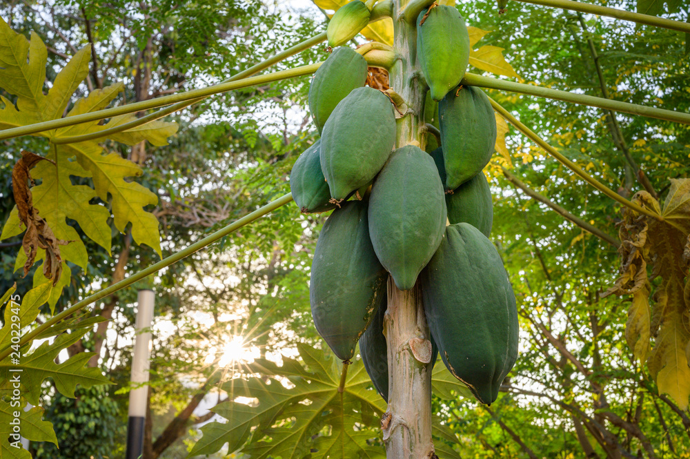 young papaya in papaya tree in garden, plant or fruit from Thailand.
