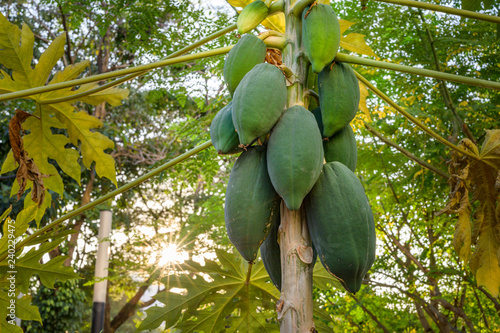 Obraz na płótnie young papaya in papaya tree in garden, plant or fruit from Thailand. w salonie