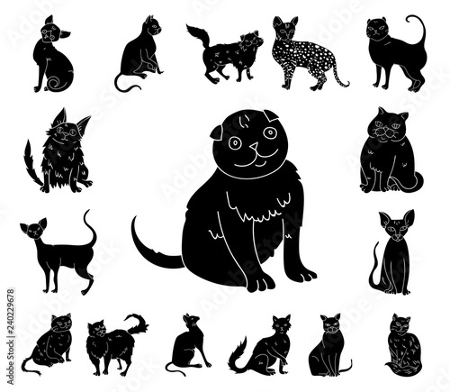 Breeds of cats black icons in set collection for design. Pet cat vector symbol stock web illustration.