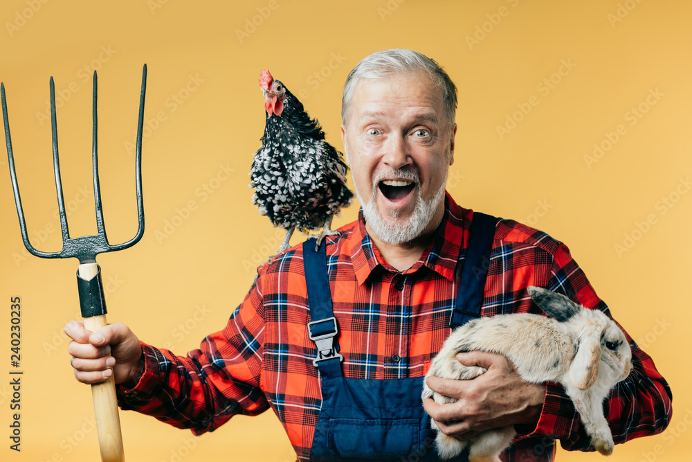 happy grey-haired man in fashion uniform holding a rabbit and pitch ...